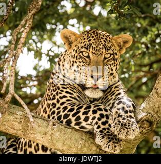 Schöne afrikanische Tierwelt Stockfoto