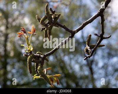Sprießenden Blätter und Kätzchen gemeinsame Walnuss (Juglans Regia) Stockfoto