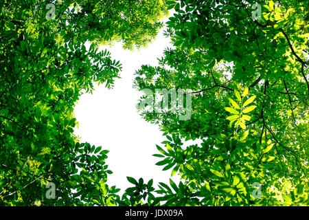 canopy of bright green leaves on trees in woodland Stockfoto
