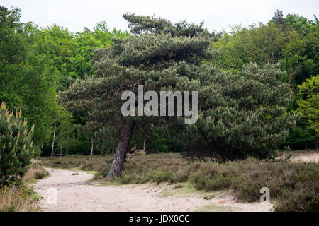 Schiefe Kiefer (Pinus Sylvestris) auf Heide Stockfoto