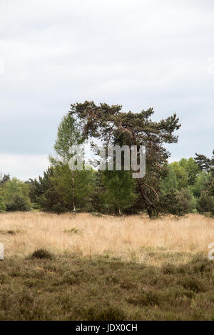 Schiefe Kiefer (Pinus Sylvestris) auf Heide Stockfoto