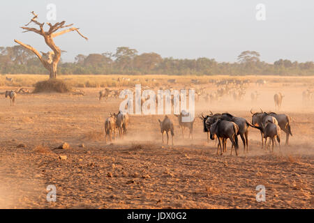 Gnus (Connochaetes Taurinus) zu Fuß auf staubigen Ebenen, Amboseli Nationalpark, Kenia Stockfoto