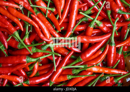 Bio rote Chilischoten Draufsicht - flach legen, full Frame. Kochzutaten. Stockfoto