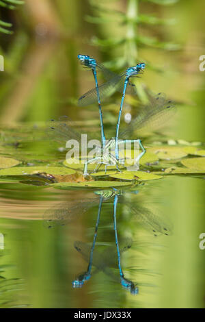 Azure Libellen, Coenagrion Puella, Paarung und Eiablage im Garten Tierwelt Teich. Sussex, UK. Juni. Stockfoto