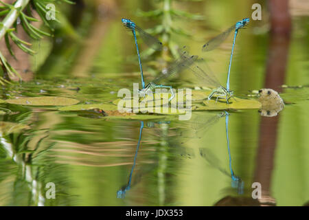 Zwei Paare von Azure Libellen, Coenagrion Puella, Paarung und Eiablage im Garten Tierwelt Teich. Sussex, UK. Juni. Stockfoto