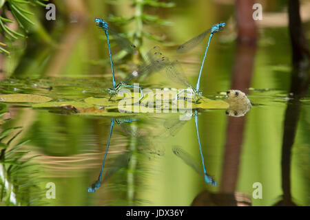 Zwei Paare von Azure Libellen, Coenagrion Puella, Paarung und Eiablage im Garten Tierwelt Teich. Sussex, UK. Juni. Stockfoto