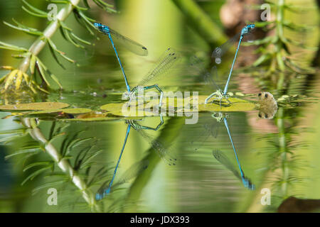 Zwei Paare von Azure Libellen, Coenagrion Puella, Paarung und Eiablage im Garten Tierwelt Teich. Sussex, UK. Juni. Stockfoto