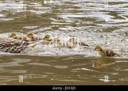Stockenten im Frühjahr Stockfoto