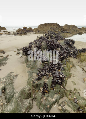 viele Muscheln und Seepocken auf einer Felsformation in der Bretagne, Frankreich Stockfoto