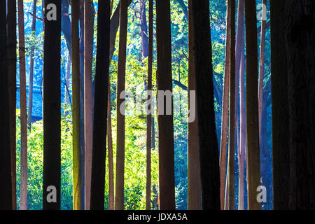 Kyoto, Japan - 30. Juni 2014: Rote Blätter des Ahorns im Herbst, japan Stockfoto