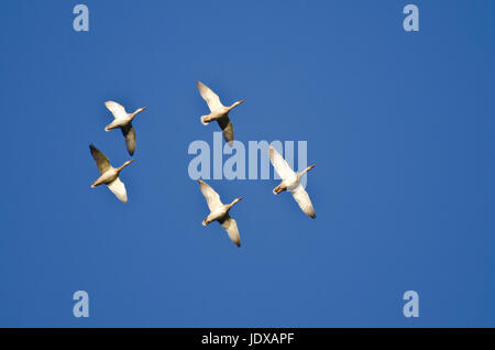 Fünf Mallard Enten fliegen in einen blauen Himmel Stockfoto