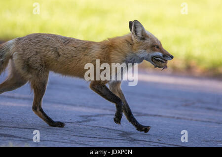 Rotfuchs Weibchen mit Beute Stockfoto