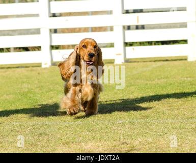 Eine kleine, junge schöne Fawn, red English Cocker Spaniel Hund zu Fuß auf dem Rasen, mit seinen Mantel abgeschnitten in einer Show geschnitten, sehr freundlich und schön. Die Cocker Spanyell Hunde sind eine intelligente, sanfte und fröhliche Rasse. Stockfoto