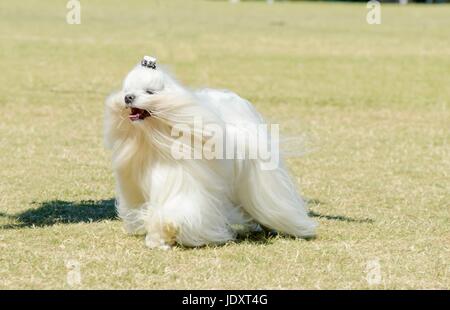 Blick auf eine kleine, zeigen junge und schöne Malteser Hund mit langen weißen Mantel laufen auf dem Rasen. Malteser haben seidiges Haar und sind hypoallergen. Stockfoto