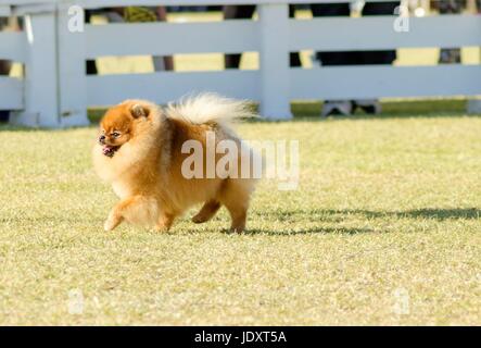 Ein kleiner Junge schöne flauschige orange Pommerschen Welpen Hund zu Fuß auf dem Rasen. POM Hunde gelten als sehr guter Begleiter Hunde zu machen und werden in der Kategorie Spielzeug. Stockfoto