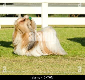 Ein kleiner Junge leichte braune, schwarze und weiße Tan Shih Tzu Hund mit einem langen, seidigen Fell und geflochtenen Kopf Mantel stehen auf dem Rasen nachschlagen Stockfoto