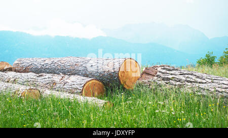 Protokoll des Holzes auf dem Rasen, grünen Rasen Stockfoto