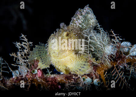 Drachenköpfe, Blatt Taenianotus Triacanthus, Wakatobi, Celebes, Indonesien Stockfoto