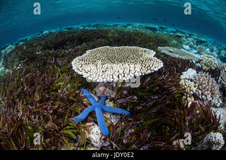 Blauer Seestern im Seagras Bett Linckia Laevigata, Wakatobi, Celebes, Indonesien Stockfoto