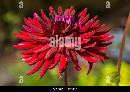 Dahlie Chat Noir in Blüte. Stockfoto