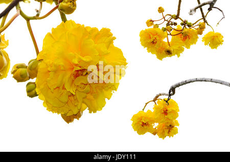 Gelb und Blumen von Cochlospermum Regium oder Butter Doppelbecher isoliert auf weiss mit Clipping Pfaden Stockfoto