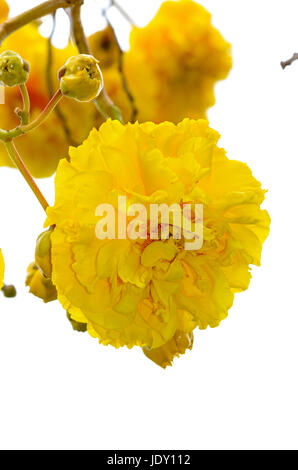 Gelb und Blumen von Cochlospermum Regium oder Butter Doppelbecher isoliert auf weiss Stockfoto