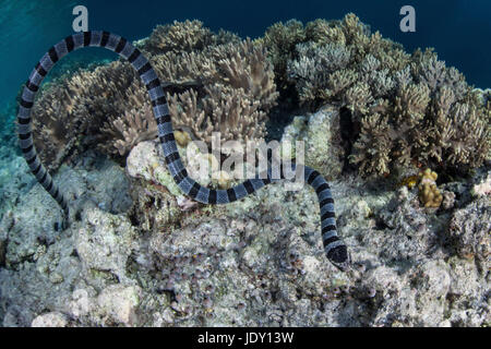 Banded Sea Krait, Laticauda Colubrina, Wakatobi, Celebes, Indonesien Stockfoto