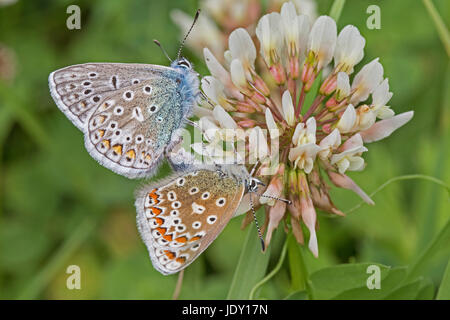 Paarung zweier gemeinsamer Blues (Polyommatus Icarus) auf Klee Stockfoto