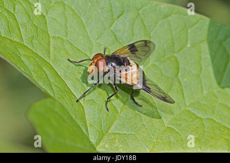 Weibliche große Pied Hoverfly (Volucella Pellucens) Stockfoto