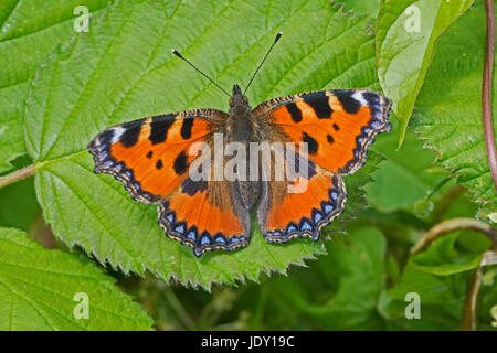Kleiner Fuchs (Aglais Urticae) Stockfoto