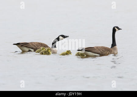 Kanada-Gänse-Familie Stockfoto