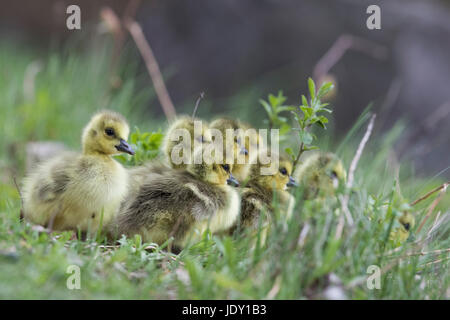 Kanada-Gänse-Familie Stockfoto