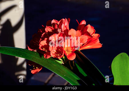 Makro Nahaufnahme von Blumen rot orange clivia Stockfoto