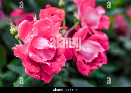 Makro Nahaufnahme von rot und Rosa blühenden Rosen mit Wasser Tropfen zeigen Details und Textur Stockfoto