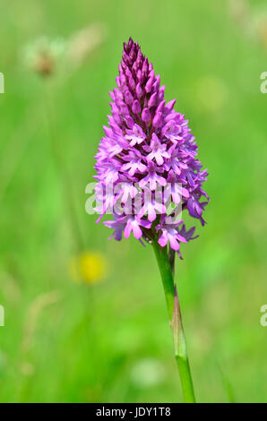 Pyramide oder Pyramiden-Orchidee (Anacamptis Pyramidalis) wächst in einem Feld in Kent, England, Ende Juni 2017 Stockfoto