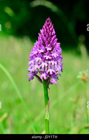 Pyramide oder Pyramiden-Orchidee (Anacamptis Pyramidalis) wächst in einem Feld in Kent, England, Ende Juni 2017 Stockfoto