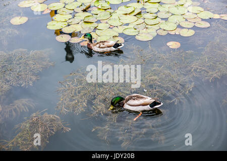 Zwei grüne Stockente Enten schwimmen im Teich mit Seerosen in Carroll Creek in Frederick, Maryland Stockfoto