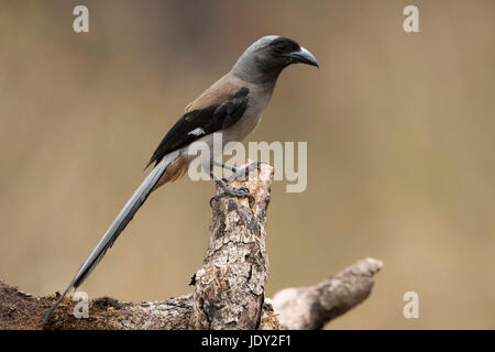 Das Bild des grauen Treepie (Dendrocitta Formosae) im Sattal, Uttarakhand, Indien Stockfoto