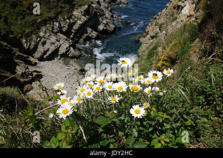 Wilde Blumen wachsen auf dem Küstenpfad in der Nähe von Puerto de Vega in Asturien im Norden Spaniens Stockfoto