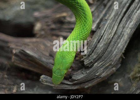 Nahaufnahme einer gefährlichen grüne Mamba Schlange Stockfoto