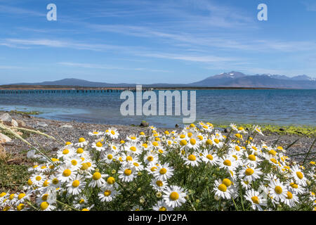 Kamillenblüten und Almirante Montt Golf in Patagonien - Puerto Natales, Magallanes Region, Chile Stockfoto