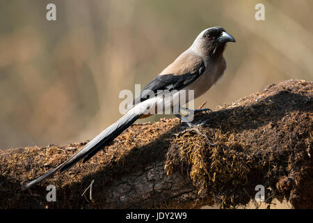 Das Bild des grauen Treepie (Dendrocitta Formosae) im Sattal, Uttarakhand, Indien Stockfoto