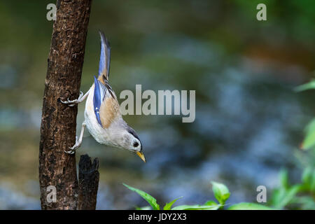 Das Bild des Blau geflügelten Minla (Siva Cyanouroptera) im Sattal, Uttrakhand, Indien Stockfoto