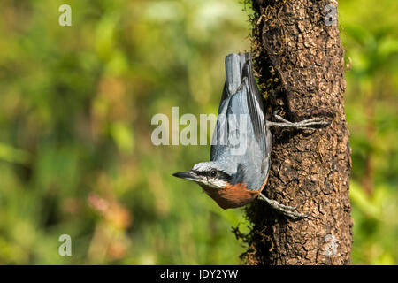 Das Bild der Chesnut bellied Kleiber (Sitta Cinnamoventris) wurde im Sattal, Uttarakhand, Indien aufgenommen. Stockfoto