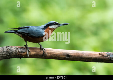 Das Bild der Chesnut bellied Kleiber (Sitta Cinnamoventris) wurde im Sattal, Uttarakhand, Indien aufgenommen. Stockfoto