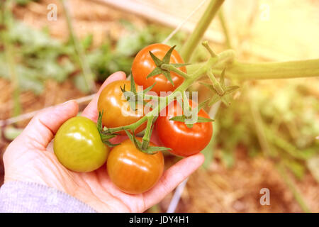 Reihen von Tomaten hydrokultur Pflanzen im Gewächshaus. Rote Tomaten frisch auf den Baum, organische für gute Gesundheit. Rote und grüne Tomaten reifen Auf der Bush in Stockfoto