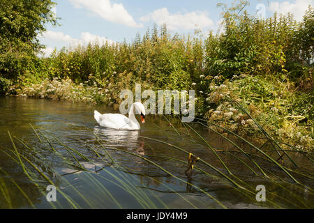 Stummschalten Sie Schwan (Cygnus Olor) auf der Themse in Oxfordshire, England UK Stockfoto