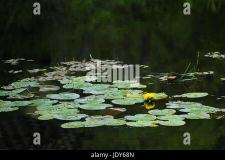 Ein Teich im Schatten zeigt helle grüne Seerosen mit einem gelbe Seerose. Stockfoto