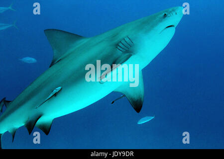 Bullenhai (Carcharhinus Leucas), Playa del Carmen, Mexiko Stockfoto