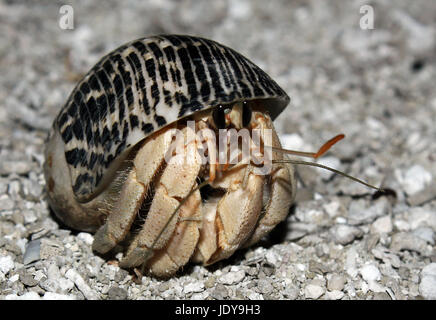 Kleiner Einsiedlerkrebs am Strand Bodufinolhu (Fun-Insel), Süd Male Atoll, Malediven Stockfoto